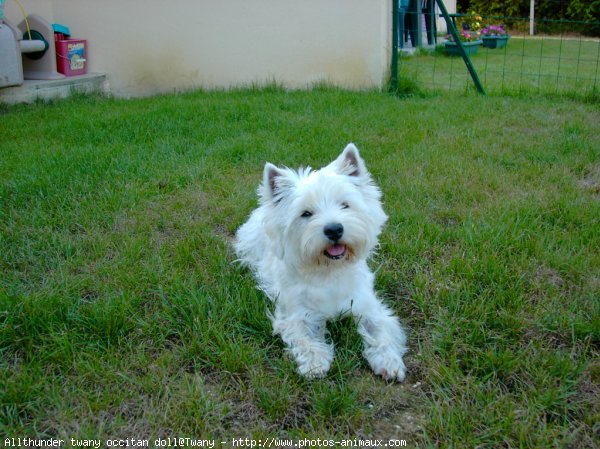 Photo de West highland white terrier