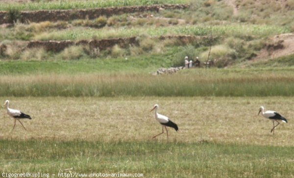 Photo de Cigogne