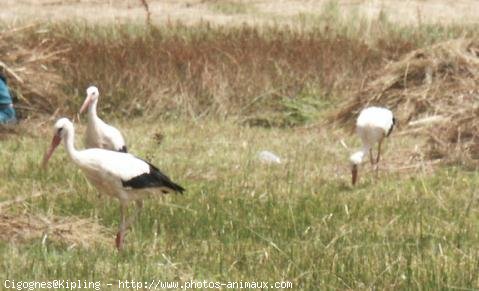 Photo de Cigogne