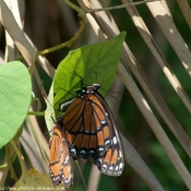 Photo de Papillon