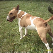 Photo de Bull terrier miniature