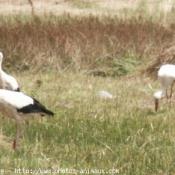 Photo de Cigogne