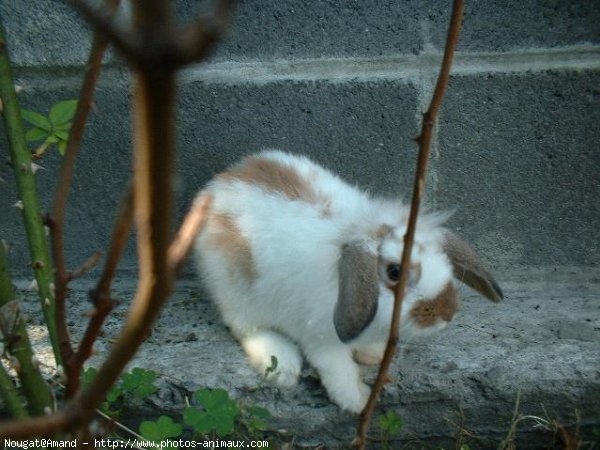 Photo de Lapin