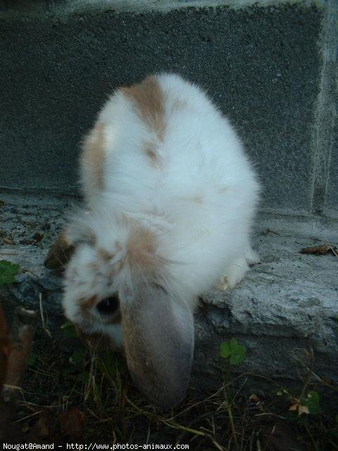 Photo de Lapin