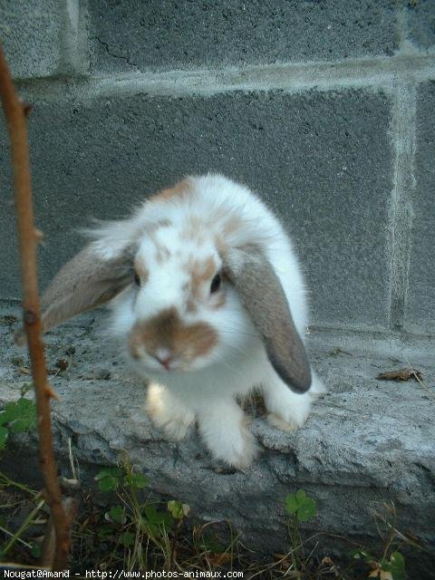 Photo de Lapin