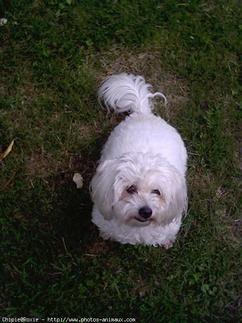 Photo de Coton de tulear