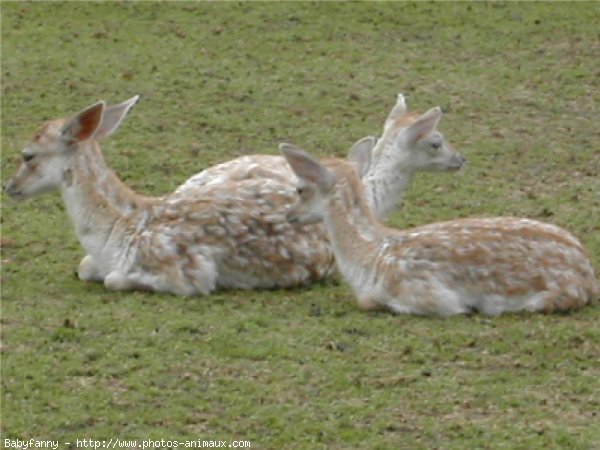 Photo de Biche