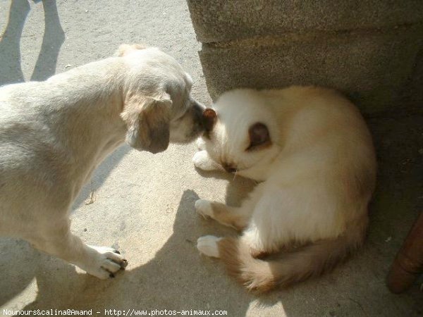 Photo de Races diffrentes