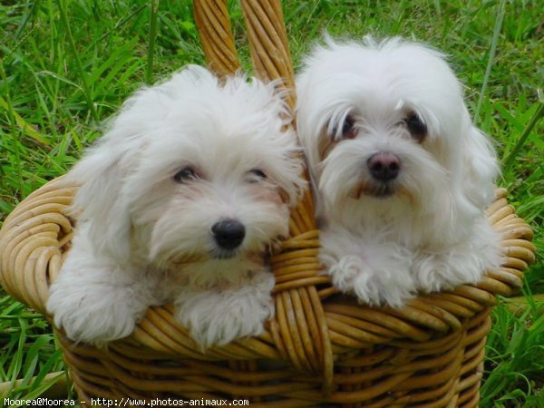 Photo de Bichon maltais