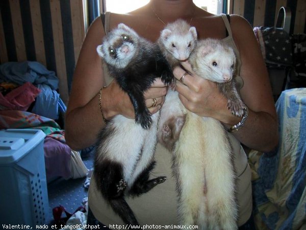 Photo de Furet