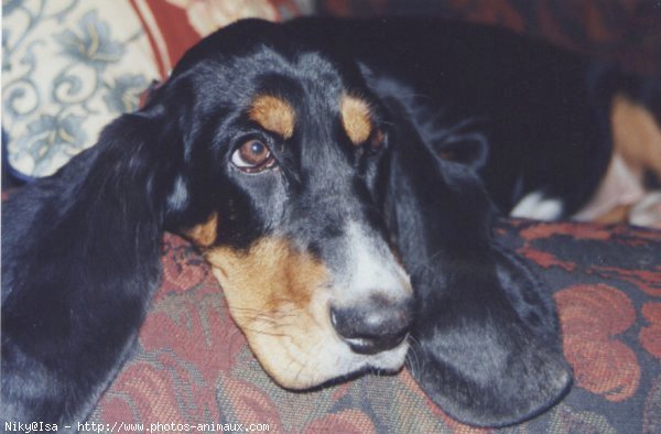 Photo de Basset hound