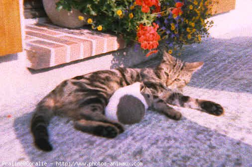 Photo de Bengal