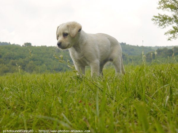 Photo de Golden retriever