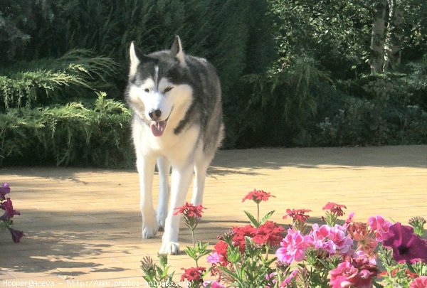 Photo de Husky siberien