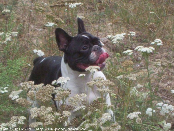 Photo de Bouledogue franais