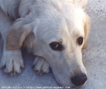 Photo de Golden retriever