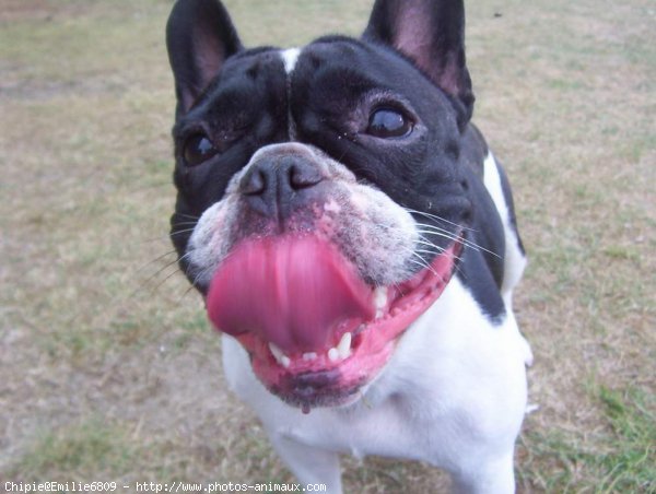 Photo de Bouledogue franais