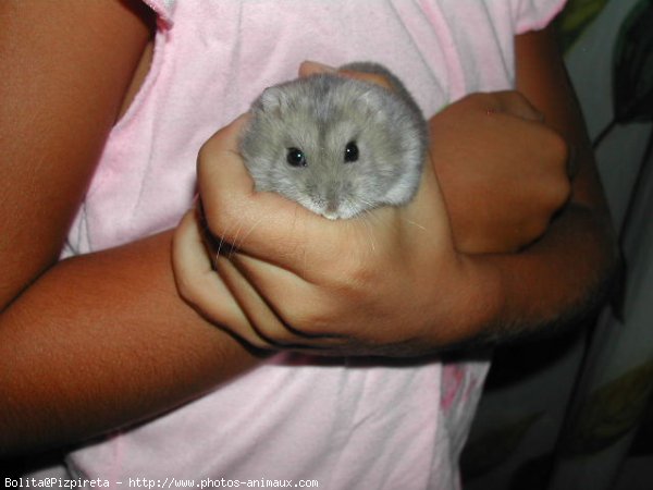 Photo de Hamster