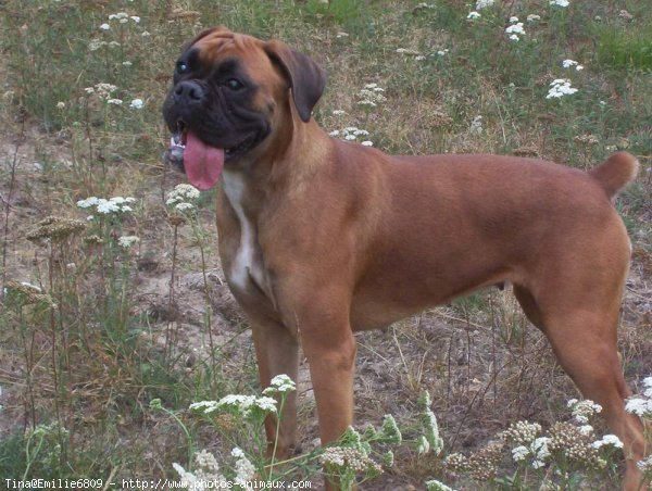 Photo de Boxer