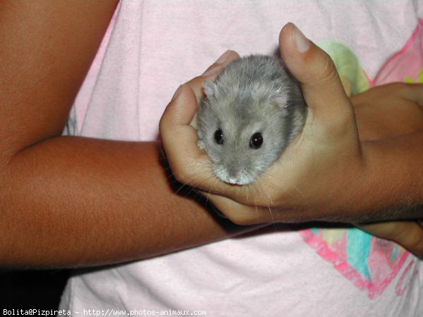 Photo de Hamster