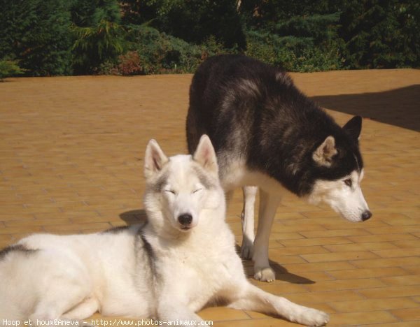 Photo de Husky siberien