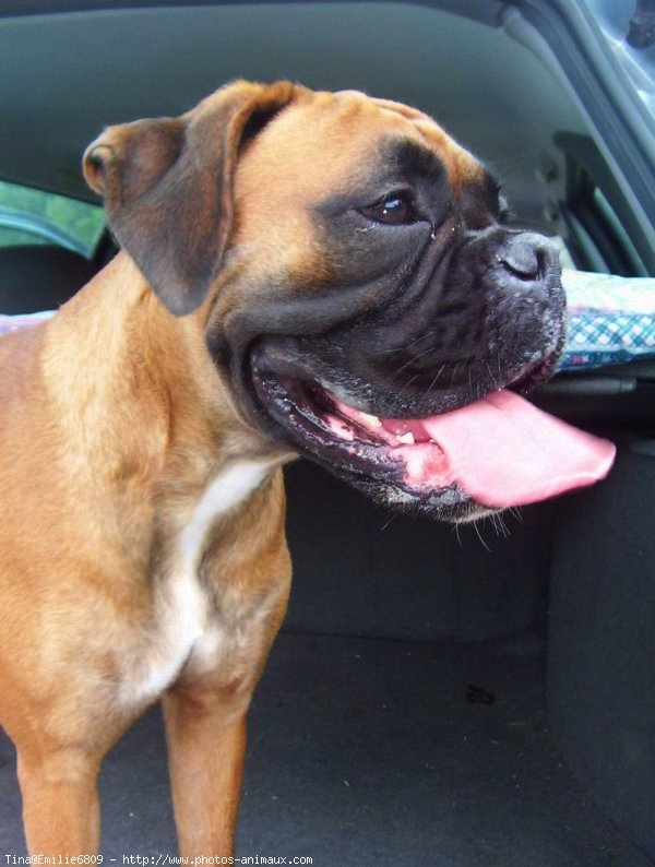 Photo de Boxer