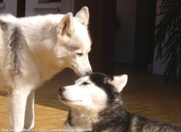 Photo de Husky siberien