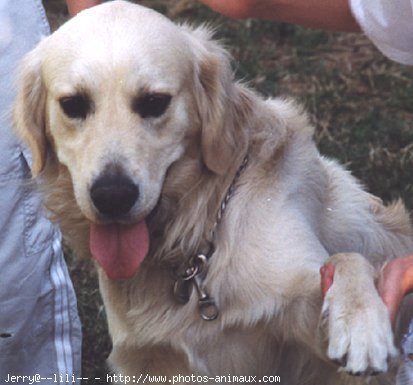 Photo de Golden retriever