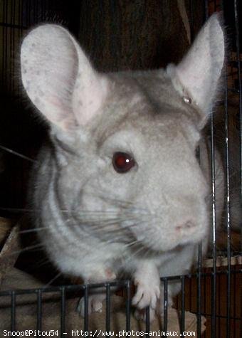 Photo de Chinchilla