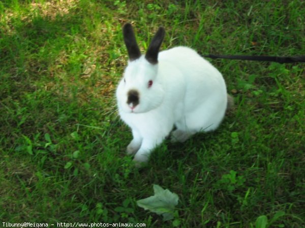 Photo de Lapin