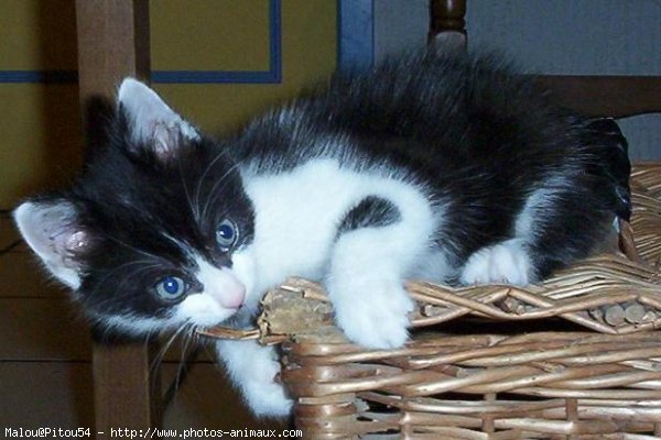 Photo de Chat domestique