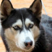 Photo de Husky siberien