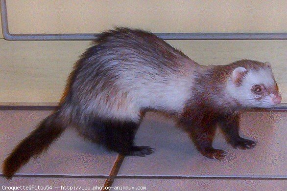 Photo de Furet