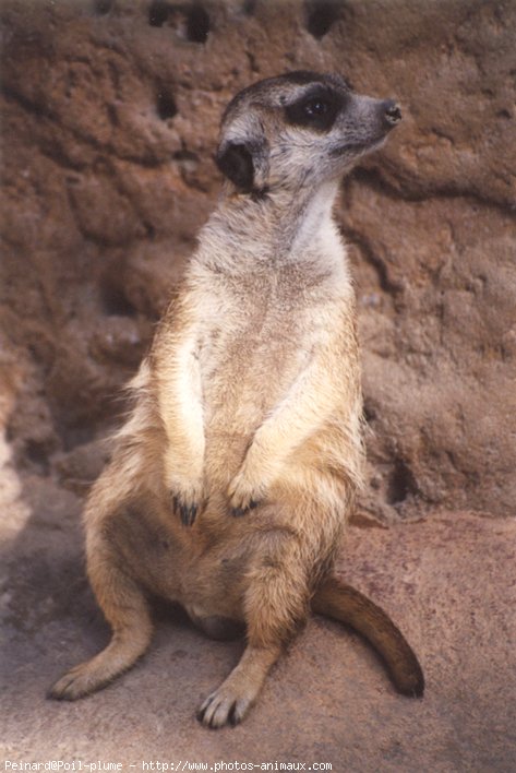 Photo de Suricate