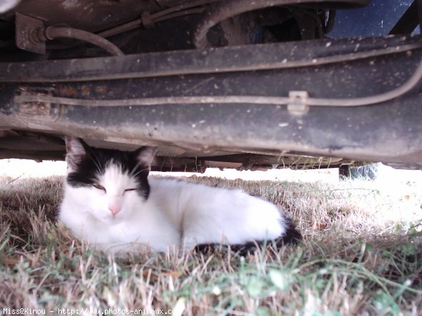 Photo de Chat domestique