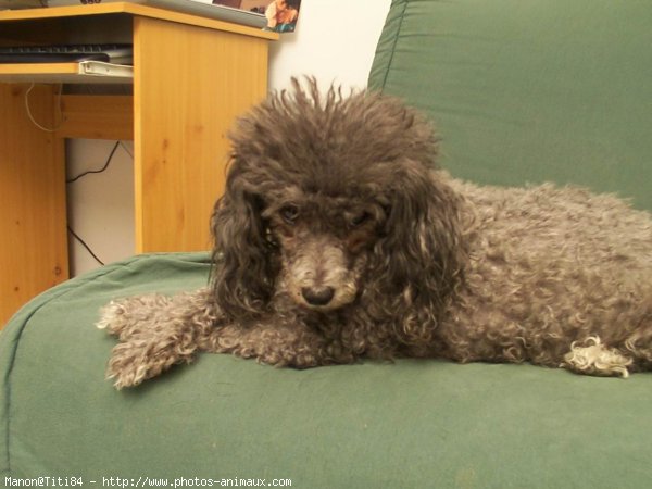 Photo de Caniche moyen