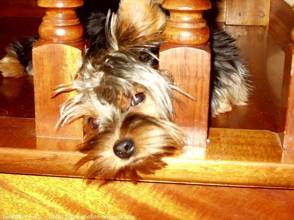 Photo de Yorkshire terrier