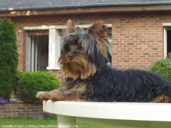 Photo de Yorkshire terrier