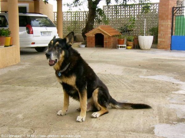 Photo de Dogue allemand