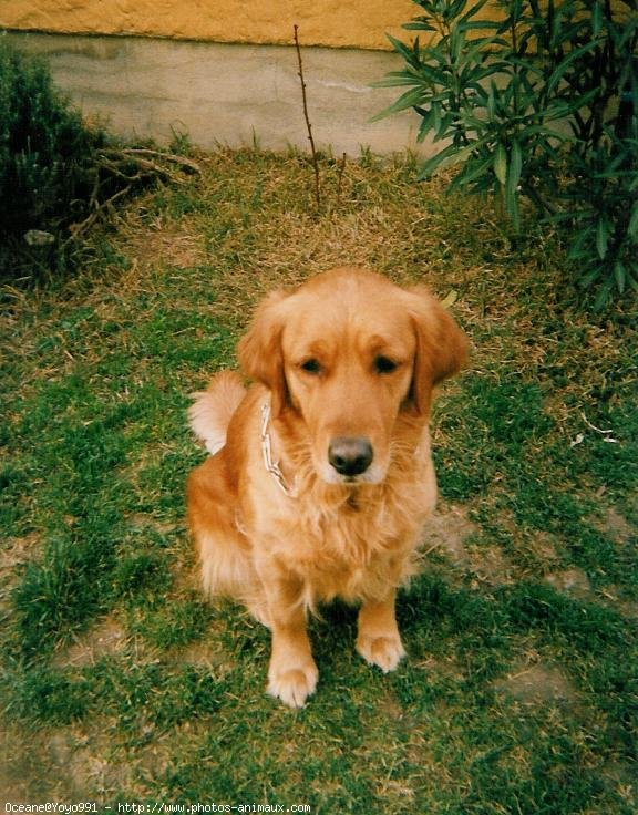 Photo de Golden retriever