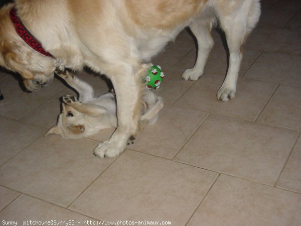 Photo de Golden retriever