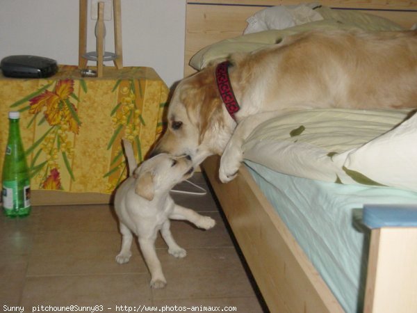 Photo de Golden retriever