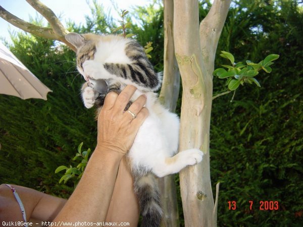 Photo de Chat domestique