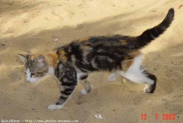 Photo de Chat domestique