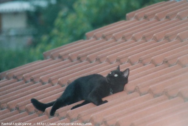 Photo de Chat domestique