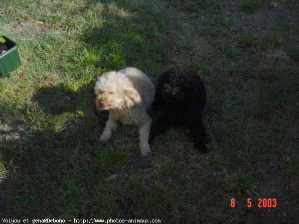 Photo de Caniche moyen