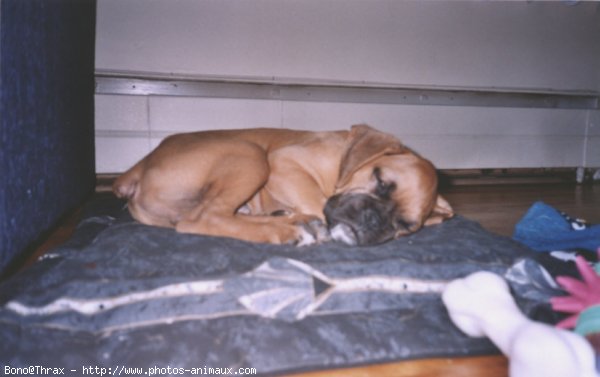 Photo de Boxer