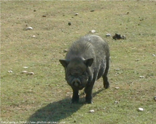 Photo de Cochon