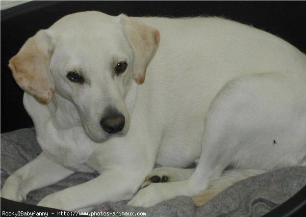 Photo de Labrador retriever