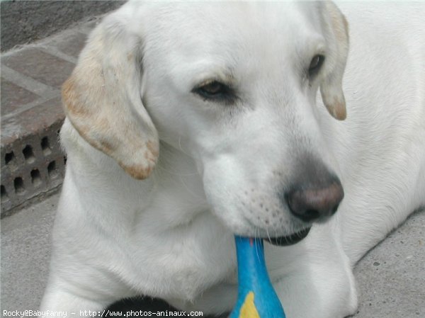 Photo de Labrador retriever